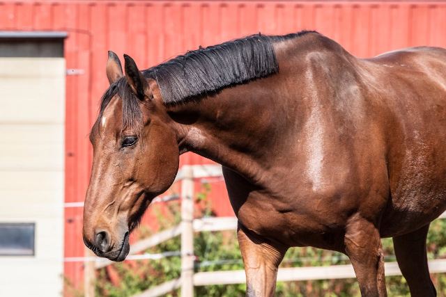 Paardenstal bouwen